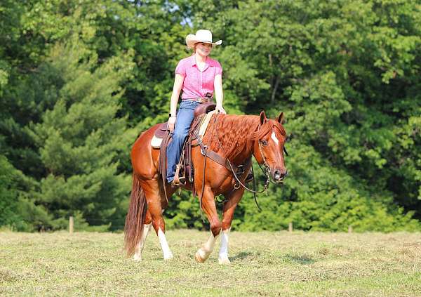 trail-quarter-horse