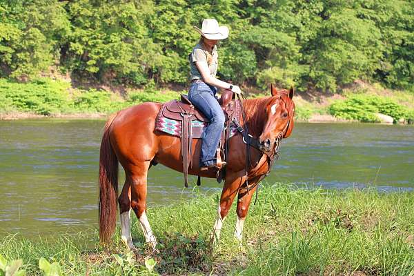 western-riding-quarter-horse