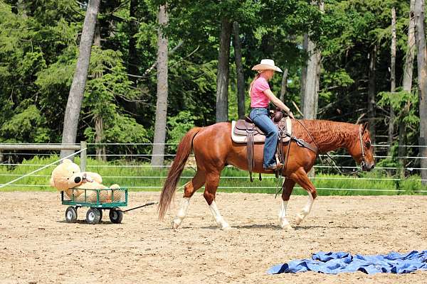 working-cow-quarter-horse