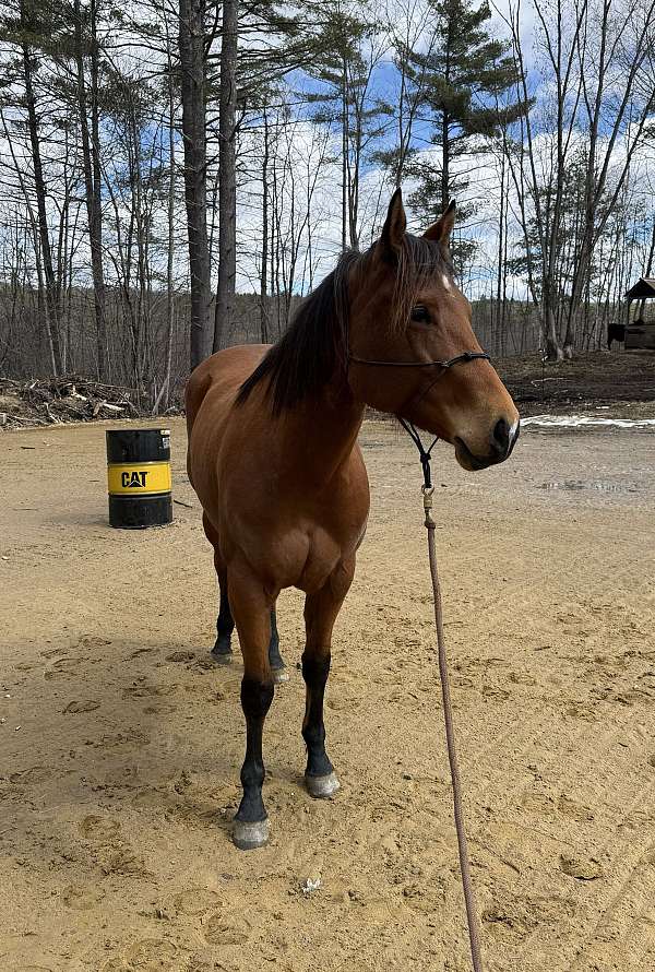 bay-star-snip-pony