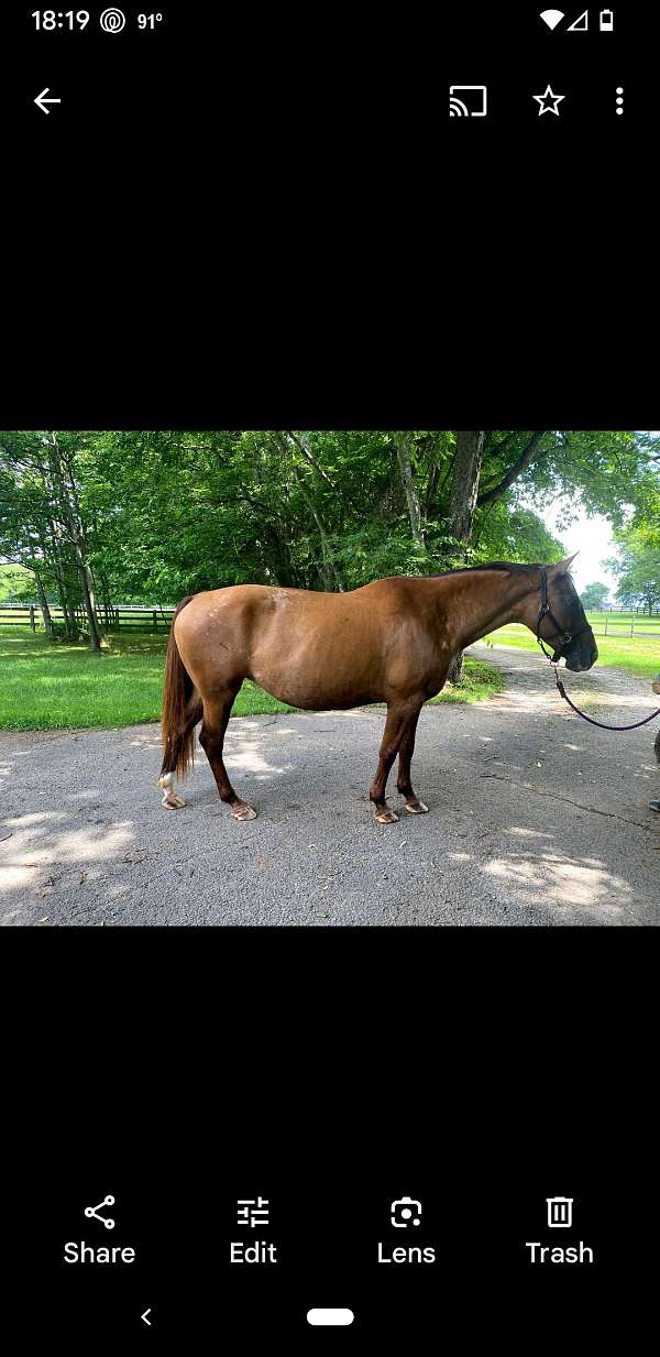 arena-work-appaloosa-horse
