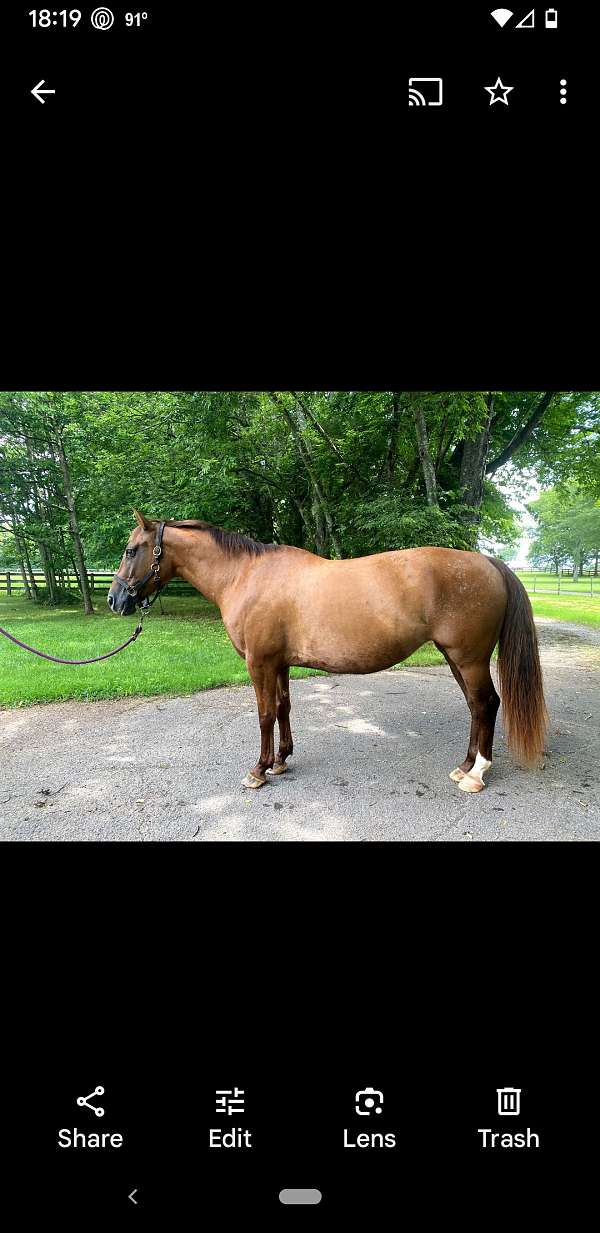girly-appaloosa-horse