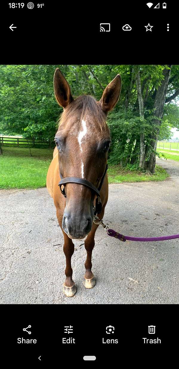 low-level-appaloosa-horse