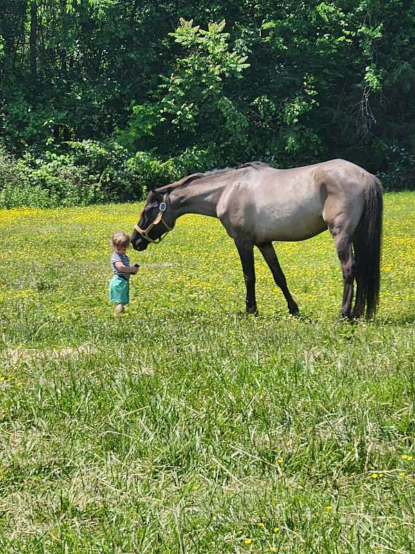 grulla-black-points-pony