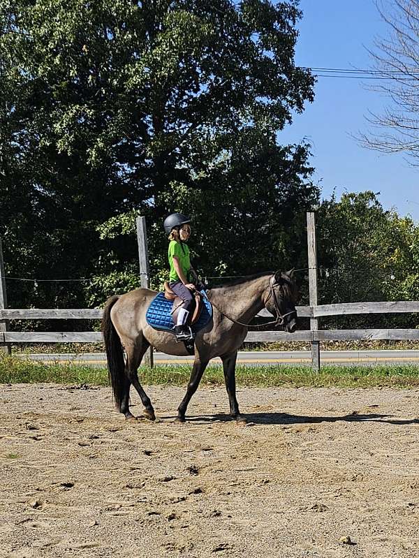blue-grulla-black-points-pony
