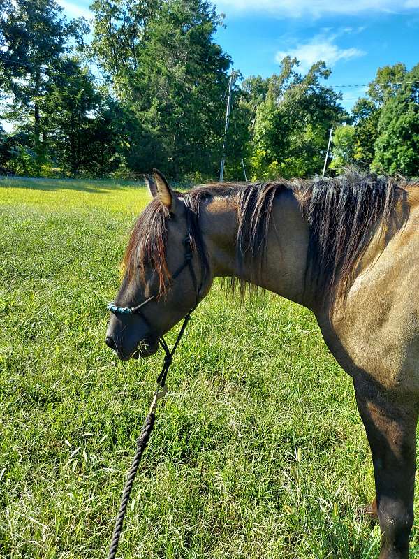 blue-grulla-pony-gelding