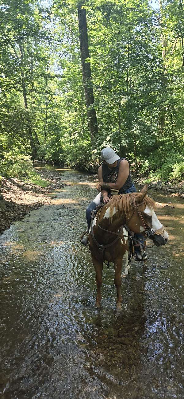 sorrel-overo-therapy-horse