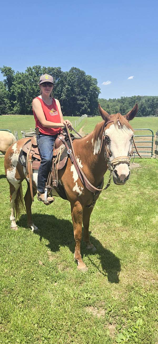 all-around-paint-horse