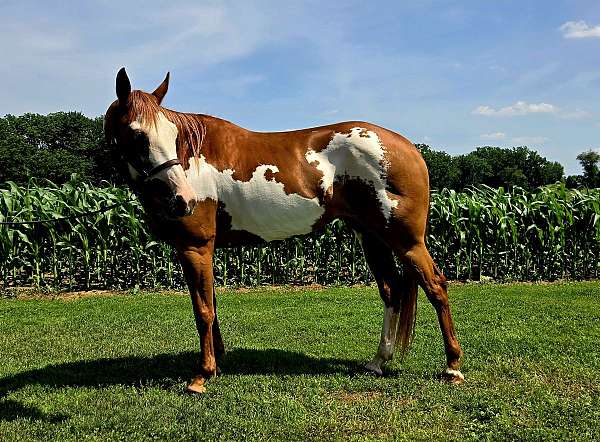 therapy-paint-horse