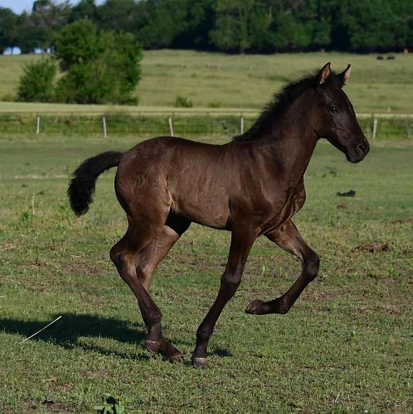 no-white-carries-creme-red-horse