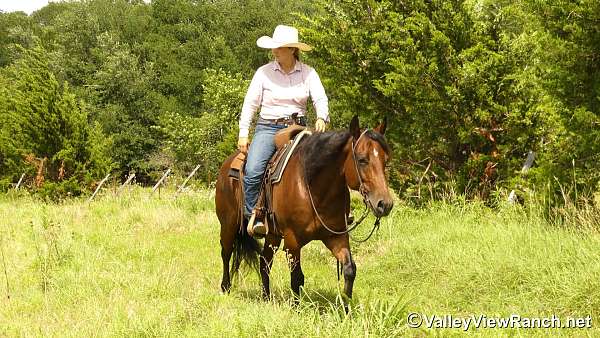all-around-quarter-horse
