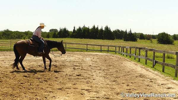 athletic-quarter-horse