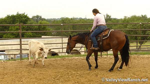 husband-safe-quarter-horse