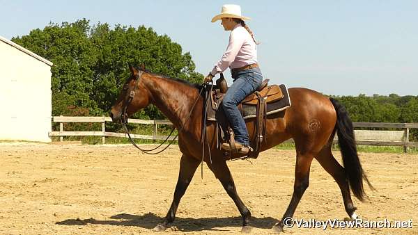 penning-quarter-horse