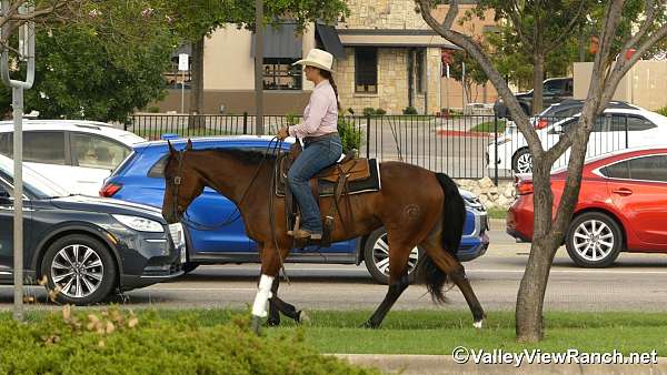 playday-quarter-horse