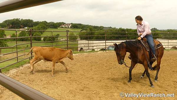 ranch-versatility-quarter-horse