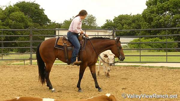 ranch-work-quarter-horse