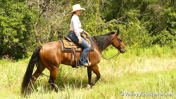 reining-quarter-horse