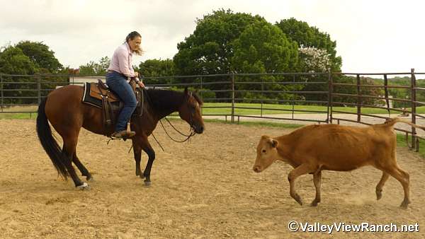 ridden-western-quarter-horse
