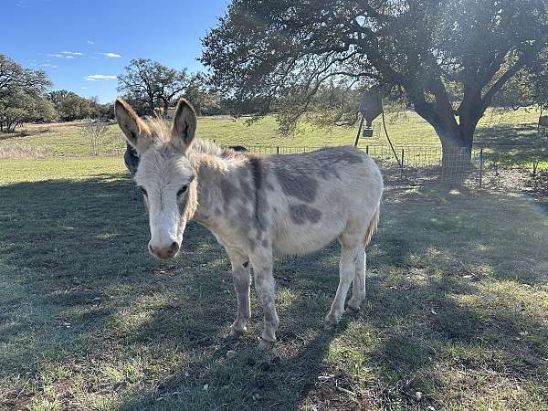 spotted-grey-donkey
