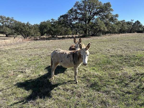 mini-donkey-stallion