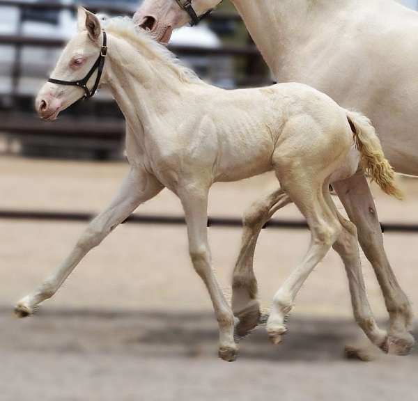 cremello-ancce-colt