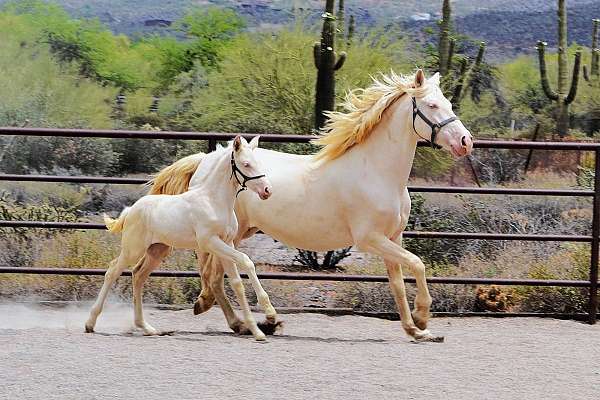 andalusian-horse