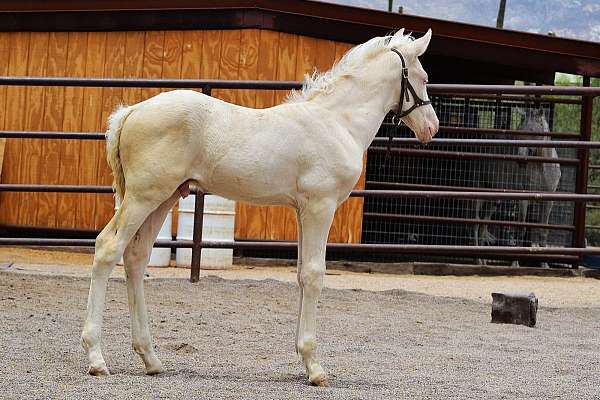 cremello-andalusian-horse