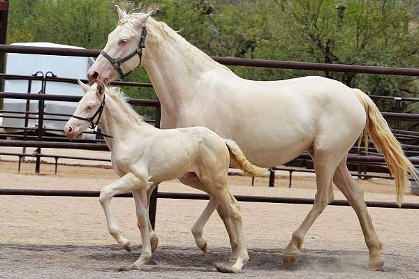 pre-andalusian-horse