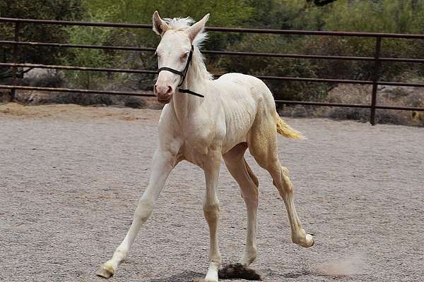 all-around-andalusian-horse