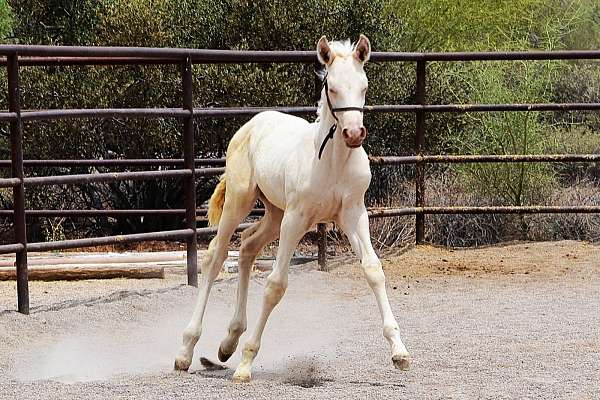 blue-eyed-andalusian-horse