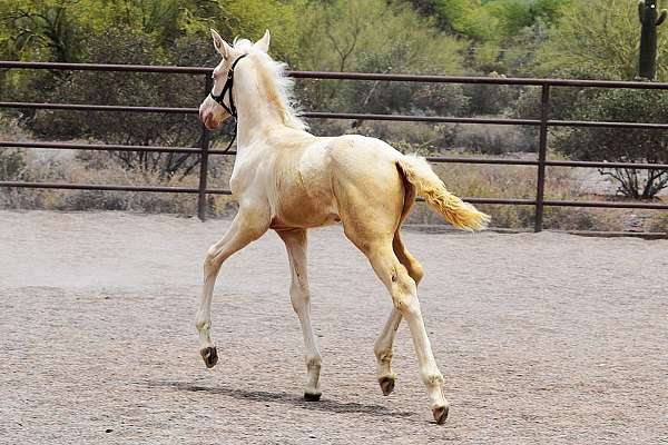 breeding-andalusian-horse
