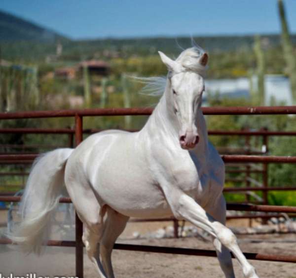 double-dilute-andalusian-horse