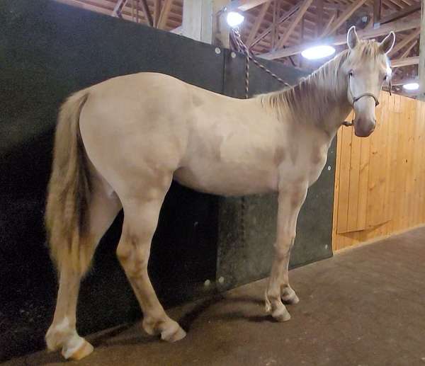 homozygous-homozygous-black-rocky-mountain-horse