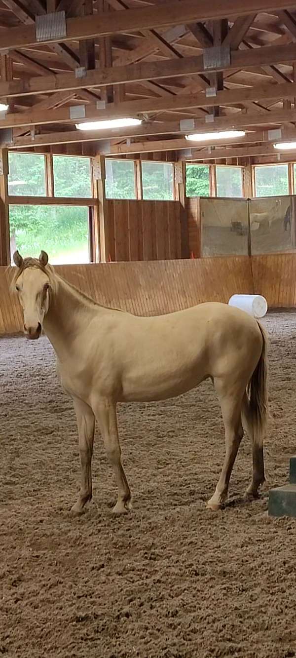 black-champagne-rocky-mountain-filly-yearling