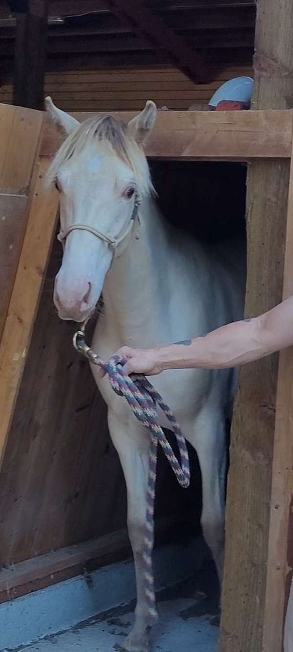 black-champagne-filly-yearling-for-sale