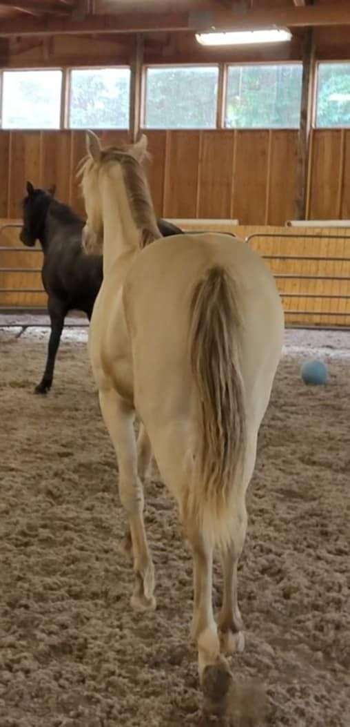 amber-champagne-rocky-mountain-horse
