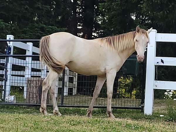 handled-daily-rocky-mountain-horse