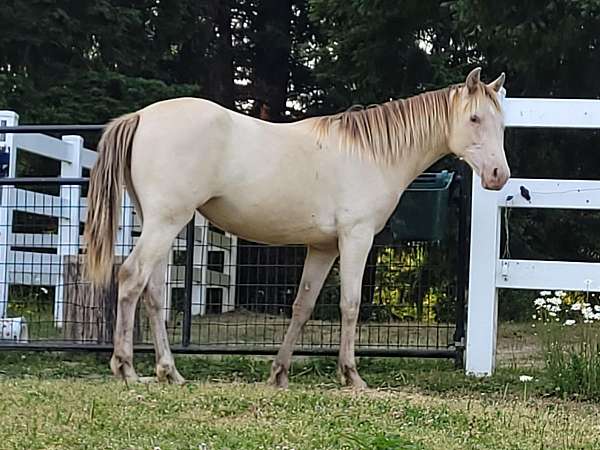 maverick-rocky-mountain-horse