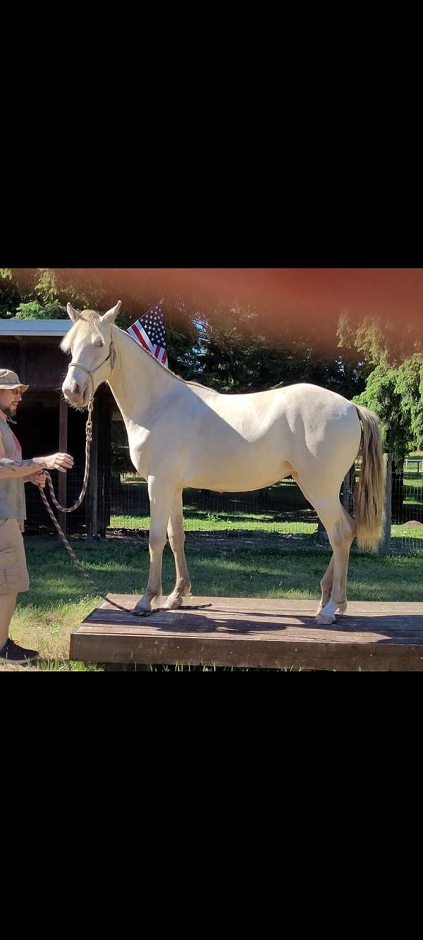 yearling-filly-rocky-mountain-horse