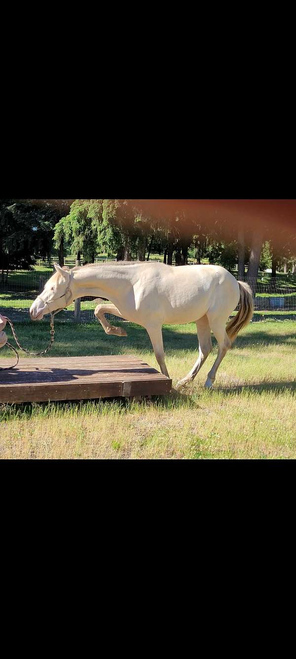 maverick-filly