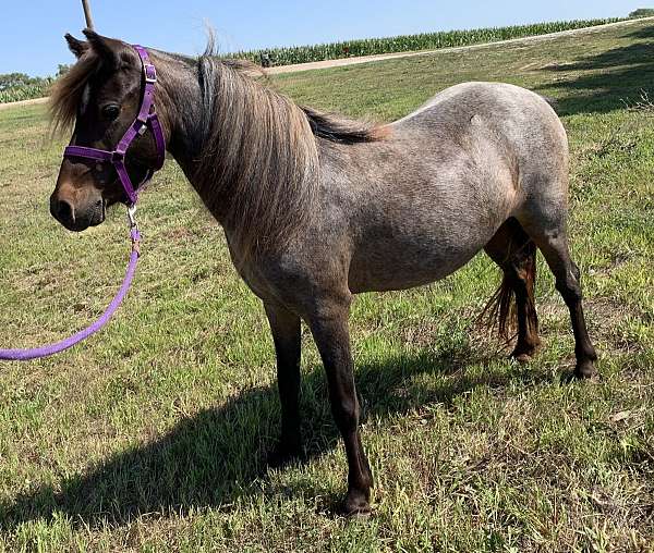 bay-roan-shetland-pony