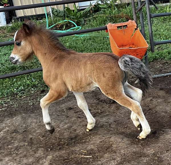 all-around-prospect-shetland-pony