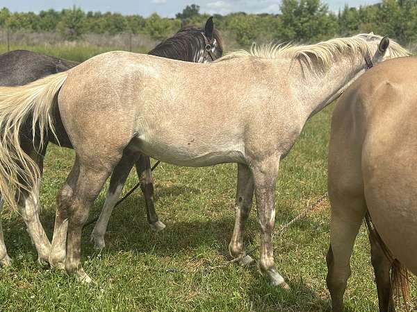 chocolate-palomino-pony-colt-mare