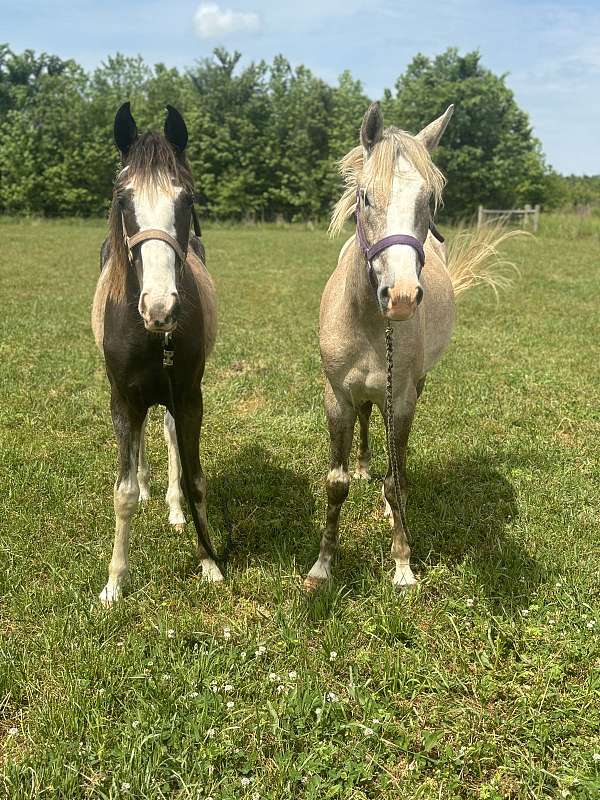 palomino-palomino-pony-colt-mare