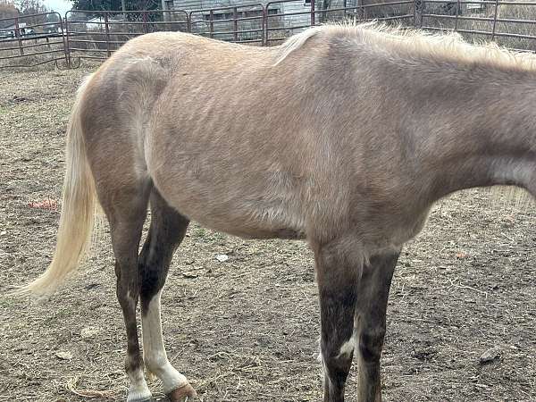 red-roan-palomino-pony-colt-mare