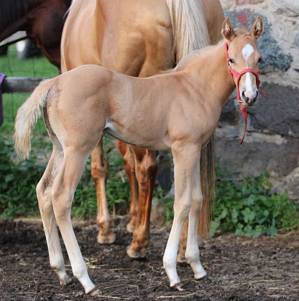 sorrel-blaze-4-socks-horse