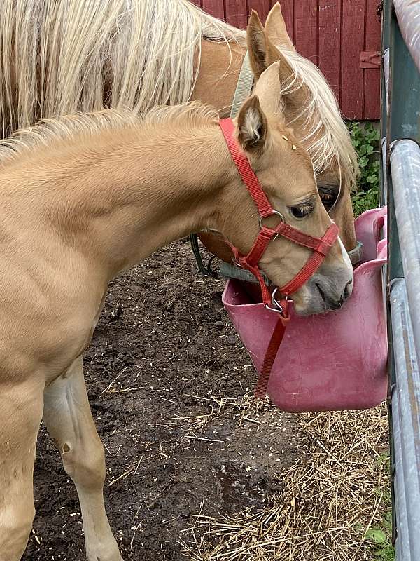 breeding-quarter-horse
