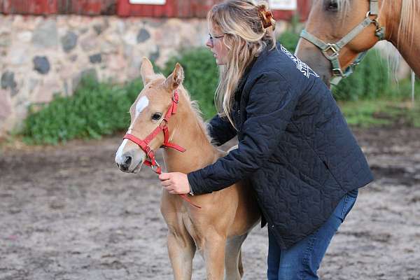 bay-roan-breeding-project-horse