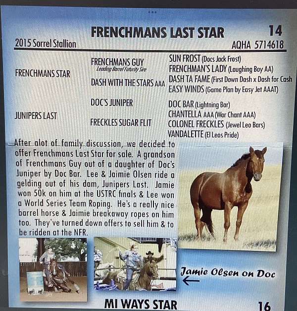 performance-quarter-horse